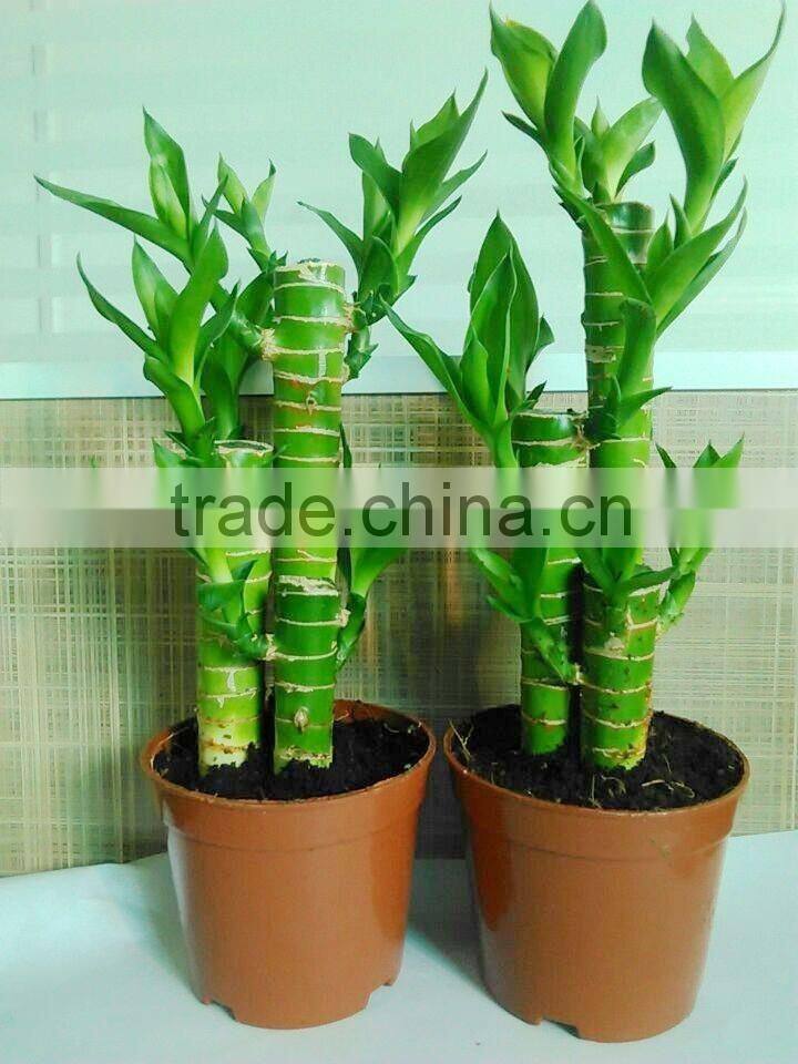 dracaena lotus lucky bamboo planted in 3pcs 10cm + 15cm + 20cm rooted in a 10cm pot with cocopeat substrate