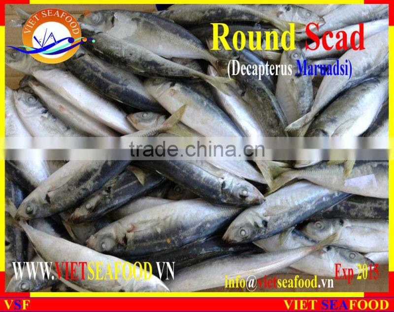 FROZEN MARUADSI (ROUND SCAD)