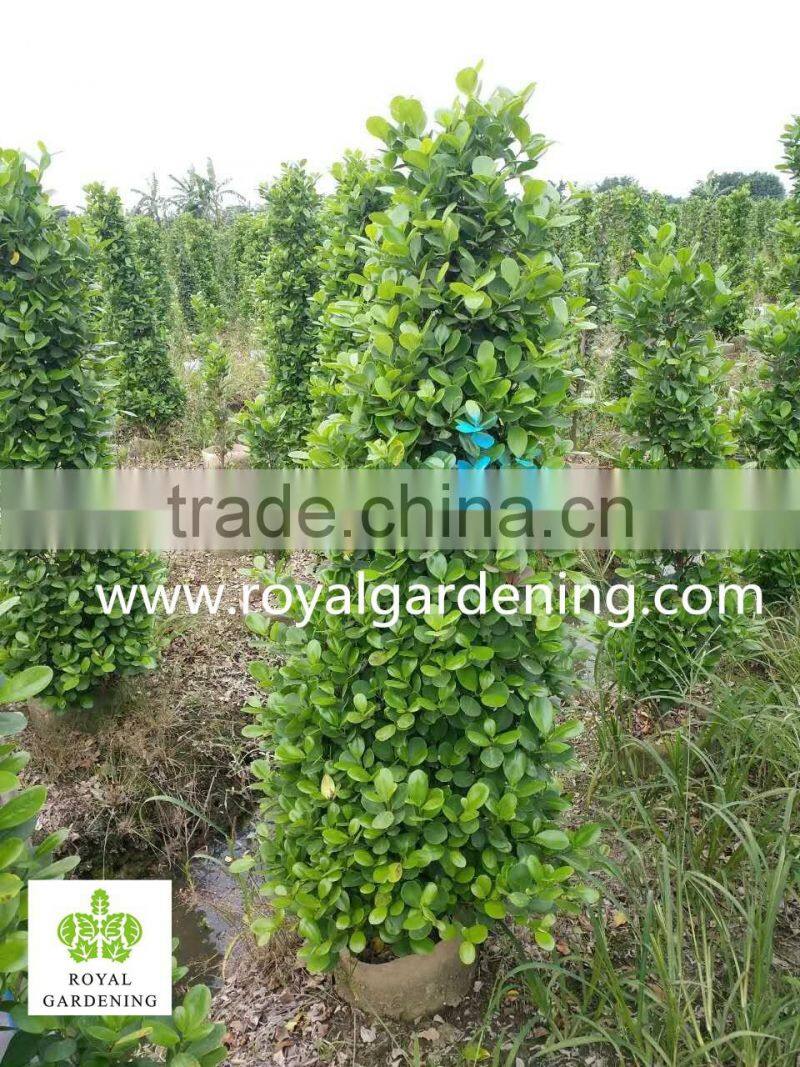 Ficus panda christmas tree ( cone shape) high 1.6m 2.3m 2.5m