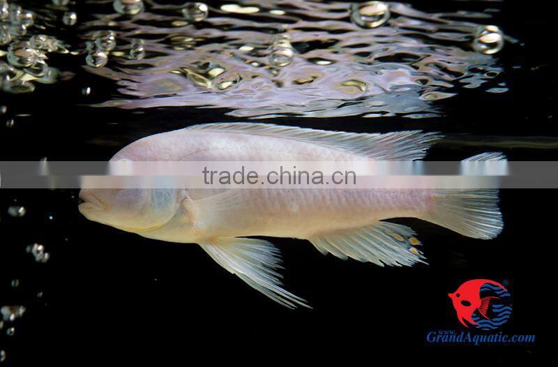 aquarium fish wholesale in Thailand