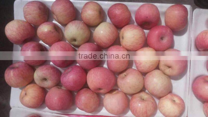 Chinese Exporter Fresh Red Fuji Apple Fruits Natural Growth Containing Vitamin C
