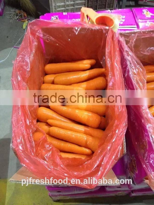 Fresh Fujian Carrot