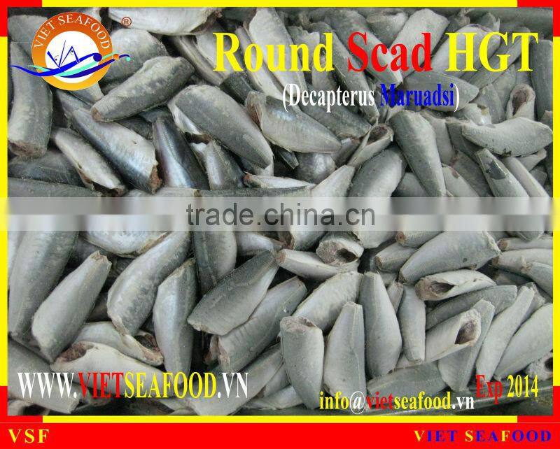 FROZEN ROUND SCAD HGT