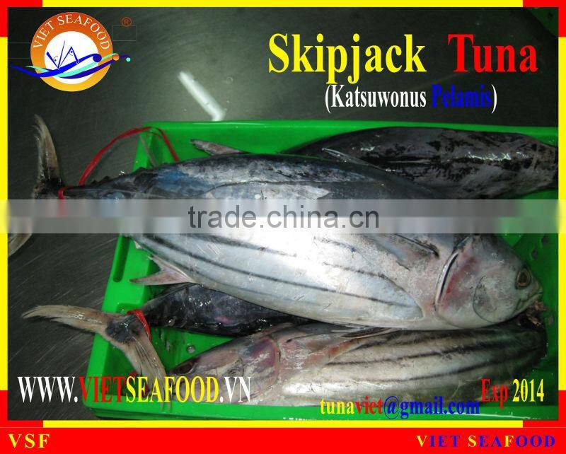 FROZEN W/R SKIPJACK TUNA