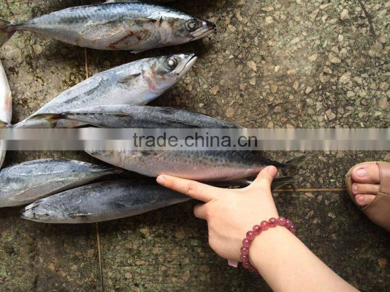 new landing 300-400g mackerel winter fish