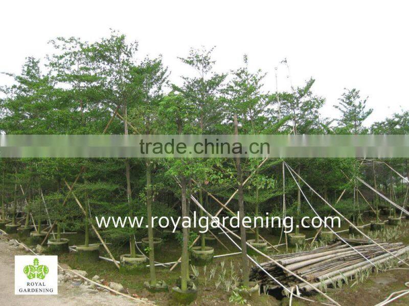 Terminalia mantaly Tropical trees high 4-9m,dia 6-13cm