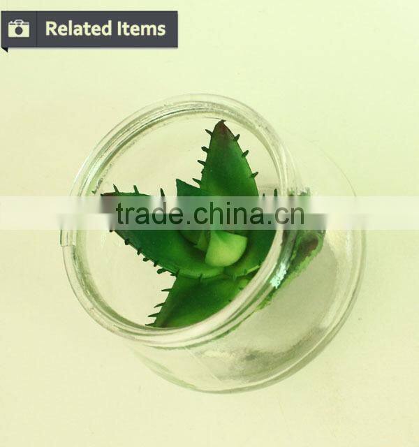 New home decor succulent art craft mini terrarium succulent plant