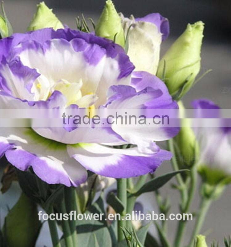 Beautiful Purple Ring Eustoma Flowers For Export