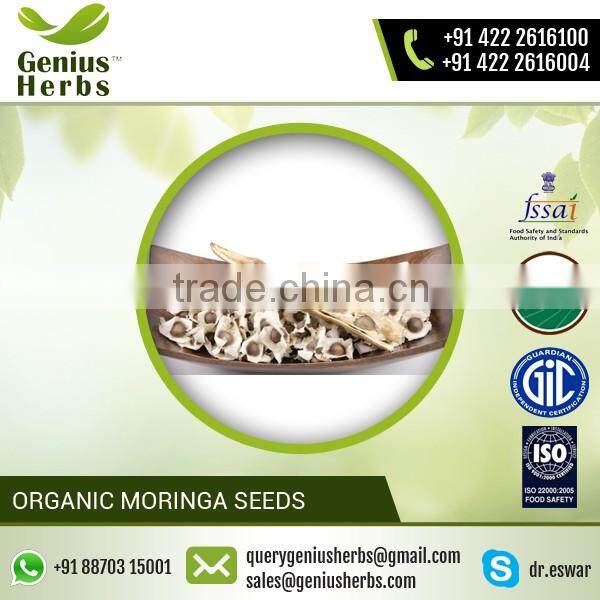 Gracefully Extracted Moringa Seed Supplied by Prominent Dealer