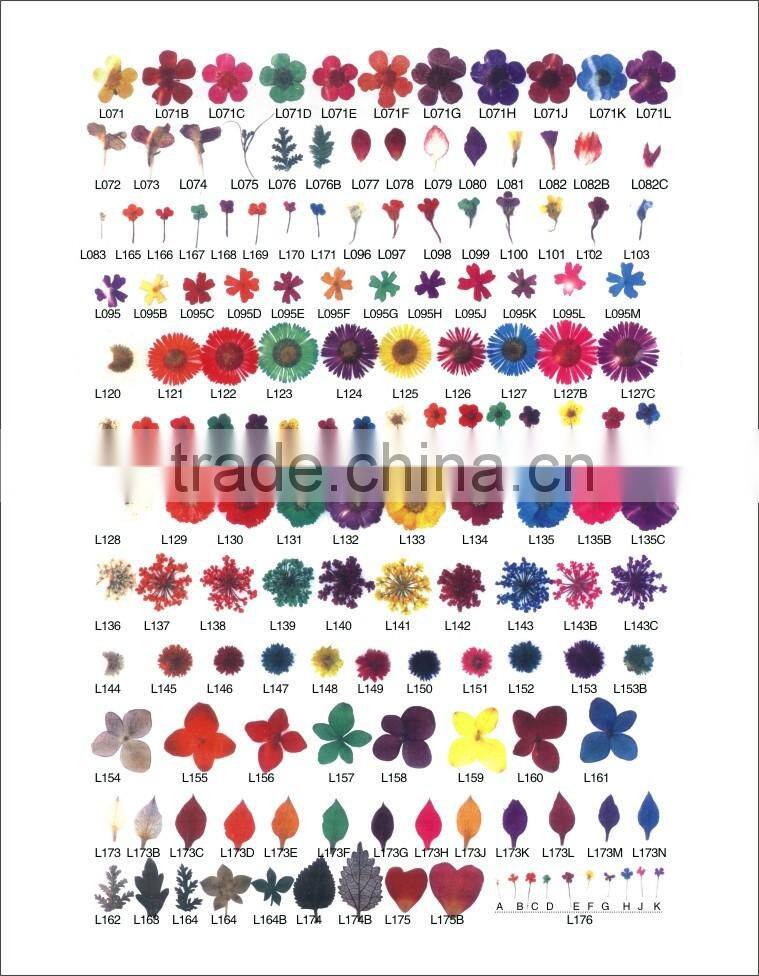 2016 Latest hot nail art dry flower decoration DIY flower dry for nail art