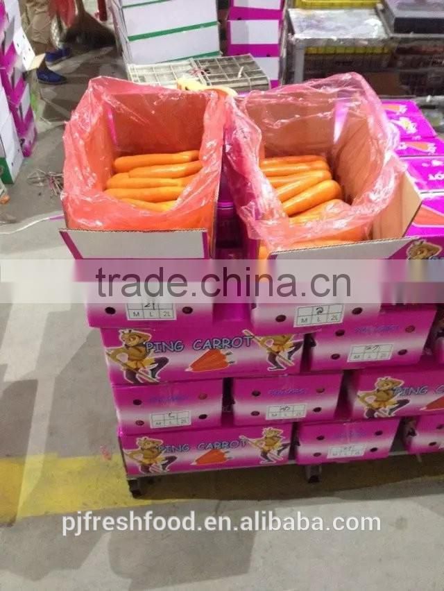 Fresh Fujian Carrot