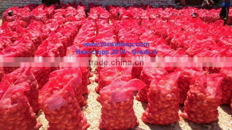 WHITE ONION CROPS 2015