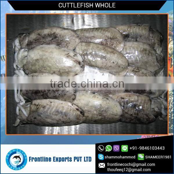 Bestseller of Frozen Cuttle Fish for Low Price Sale
