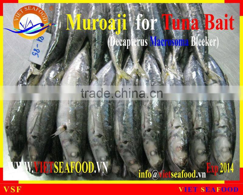 FROZEN W/R MUROAJI FOR TUNA BAIT