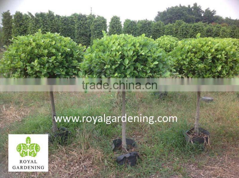 Ficus panda 1 ball ( 1 step) nursery