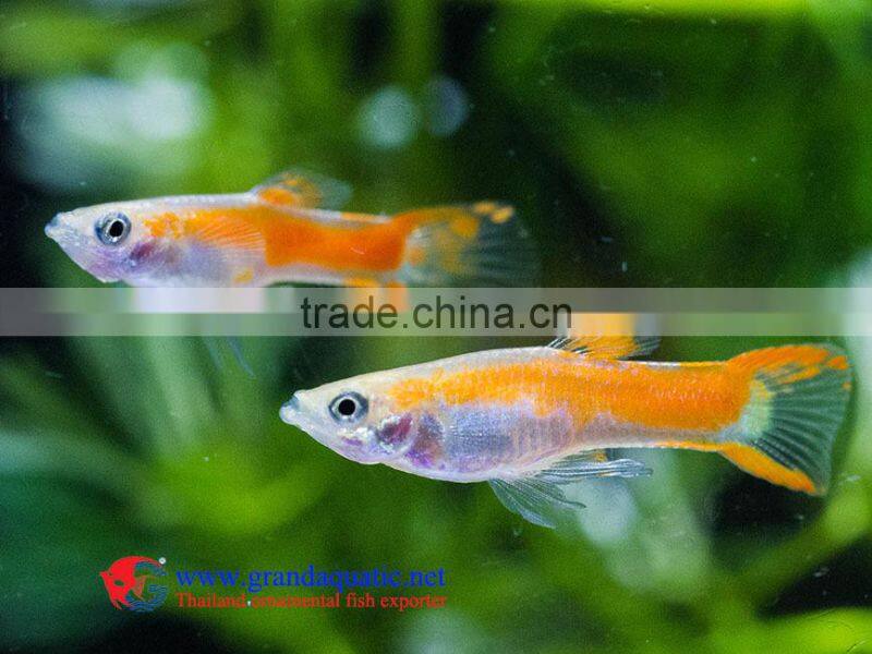 Endler Guppy Fish / Guppy fish for sale