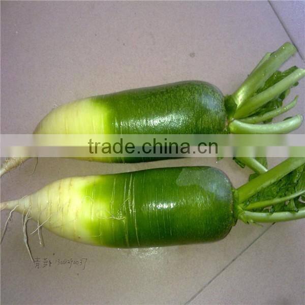 Fresh radish to Canada from Chinese factory