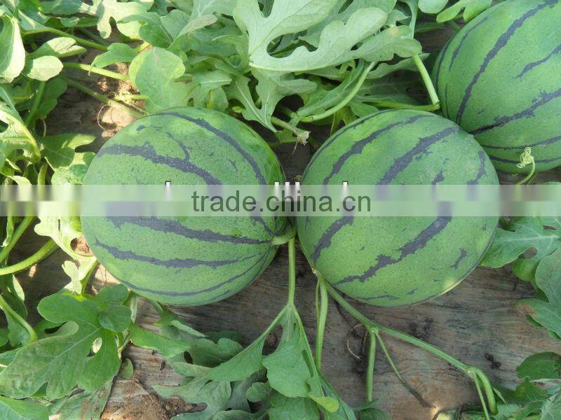 SHIJIA chinese watermelon hybrid seed