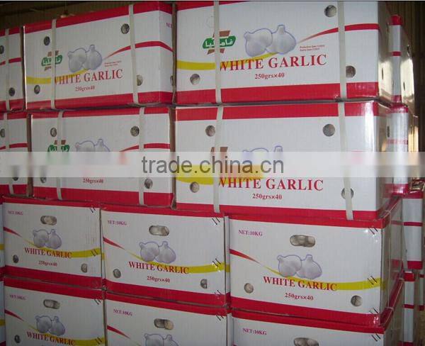 We can supply fresh garlic/ginger/potato/onion/chilli