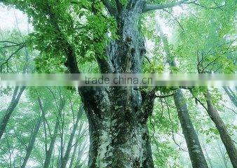 2015 hot selling wood debarking machine,wood debarker