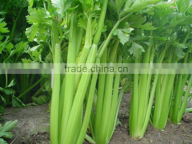 Chinese fresh celery