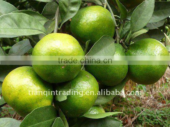 fresh chinese mandarin