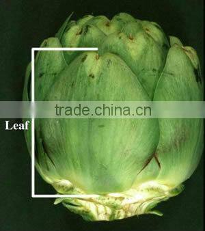 Frozen Artichokes ( French seeds & planted in Egypt )