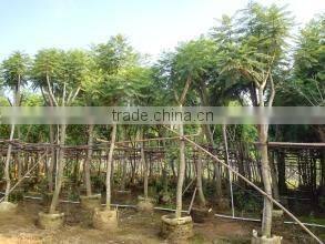 Jacaranda mimosifolia