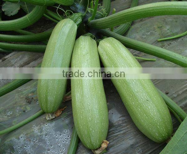 SQ05 Bisheng mid-early f1 hybrid squash seeds, stronger disease resistant