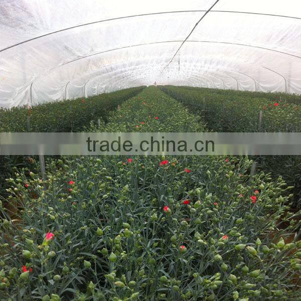 low price fresh carnation flower for wholesale