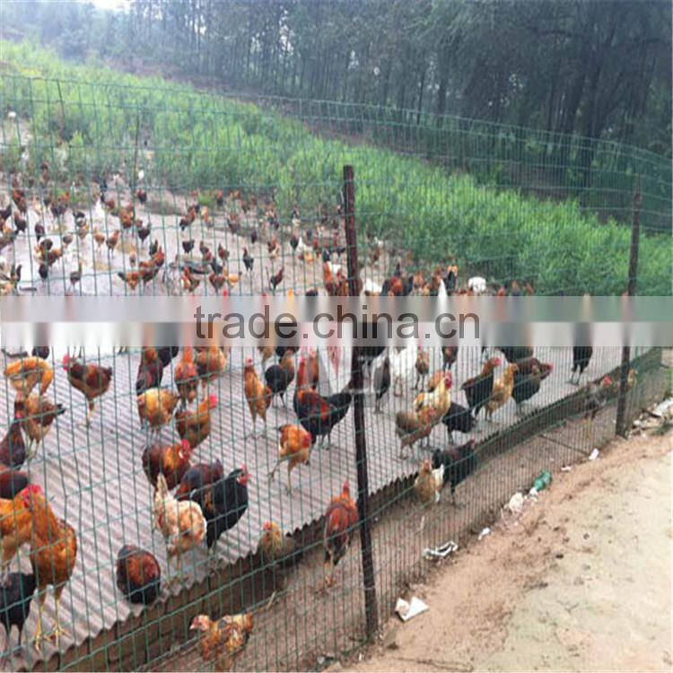 High Quality Plastic Coated Holland /Dutch Wire Mesh /Euro Fence (holland wire mesh,holland wire mesh