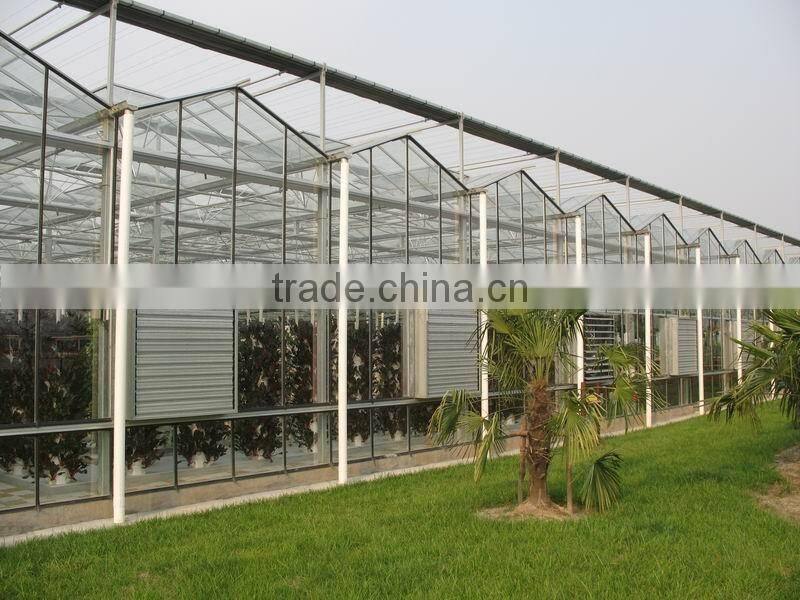 High quality glass covered tomato seed for greenhouse
