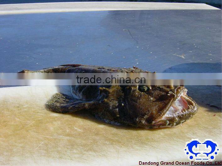 queue de lotte de la mer