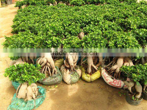 Ficus microcarpa big gingsend
