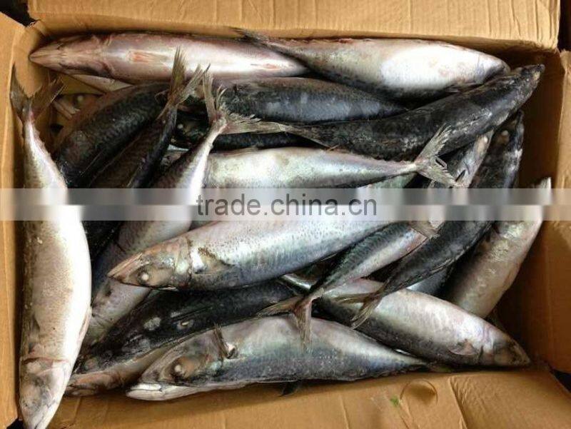 Big Size Whole Round Frozen Mackerel Pacific Mackerel
