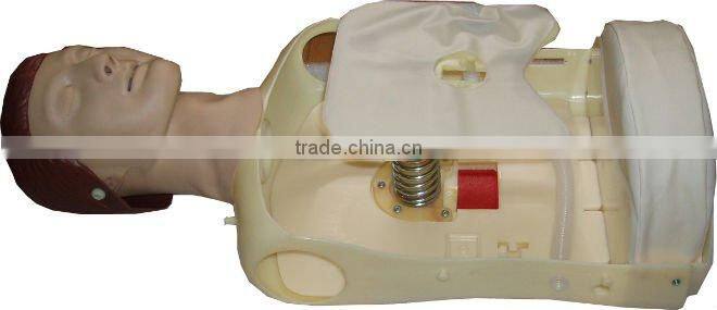 pathology Transparent teeth model