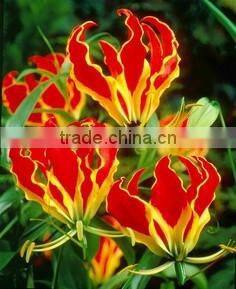 Gloriosa Superba Seeds Herbal - Treatment for itching