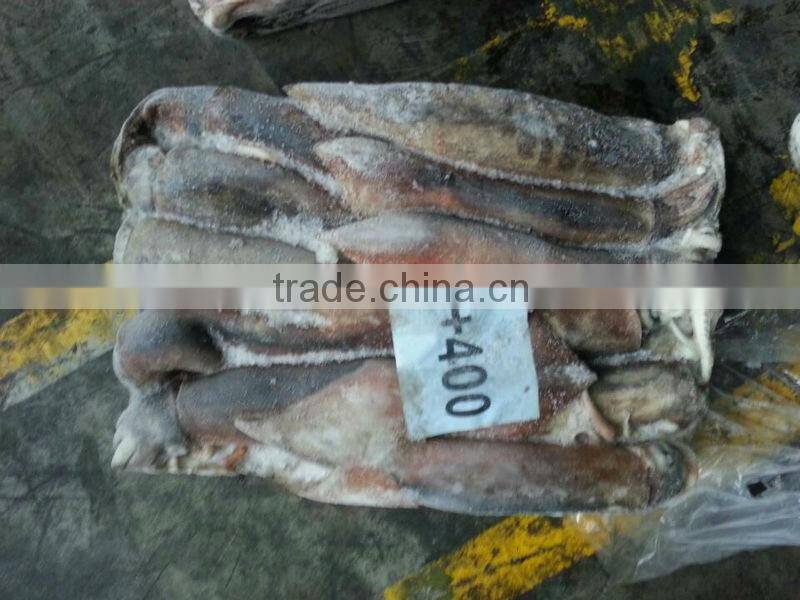 frozen illex squid
