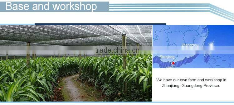 Heart shape lucky bamboo