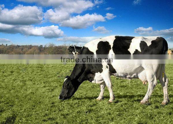 fixed pipeline milking machine
