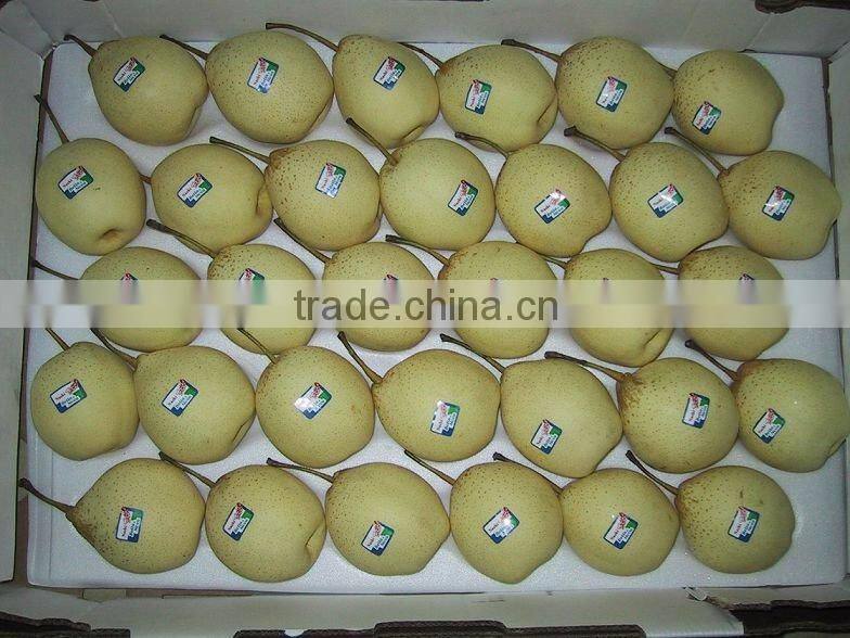 Super Shandong Pear Packed in Carton