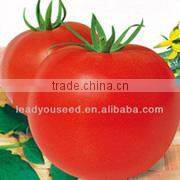 CF48 Genius 48 days extra early maturity hybrid white cauliflower seeds