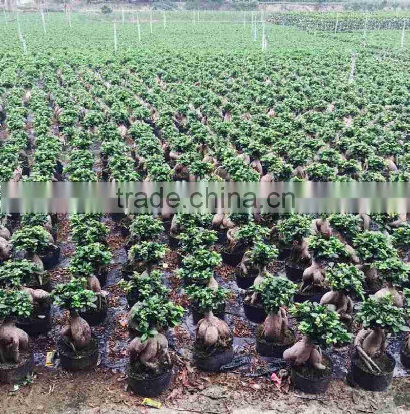 Green Plants Ficus Ginseng Bonsai