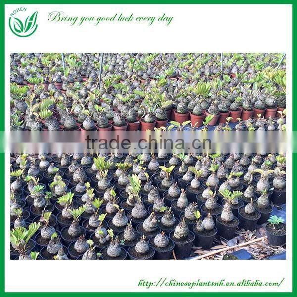 Indoor and Outdoor Ornamental Zamia Furfuracea Ait Plants