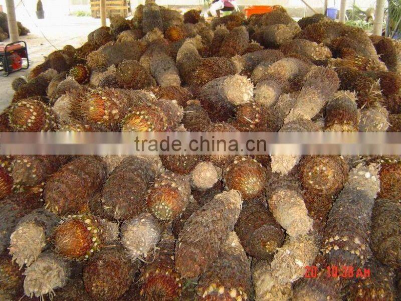 Cycas revoluta plants