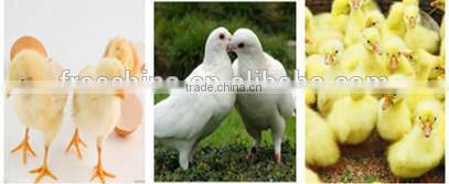 CE approved quail egg hatching machine/egg hatching machine