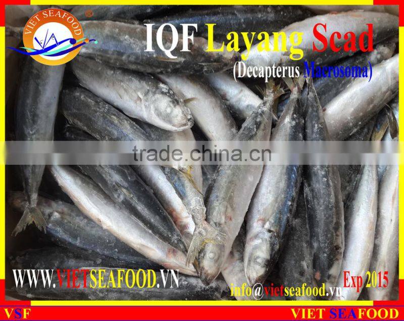 IQF LAYANG SCAD WHOLE ROUND