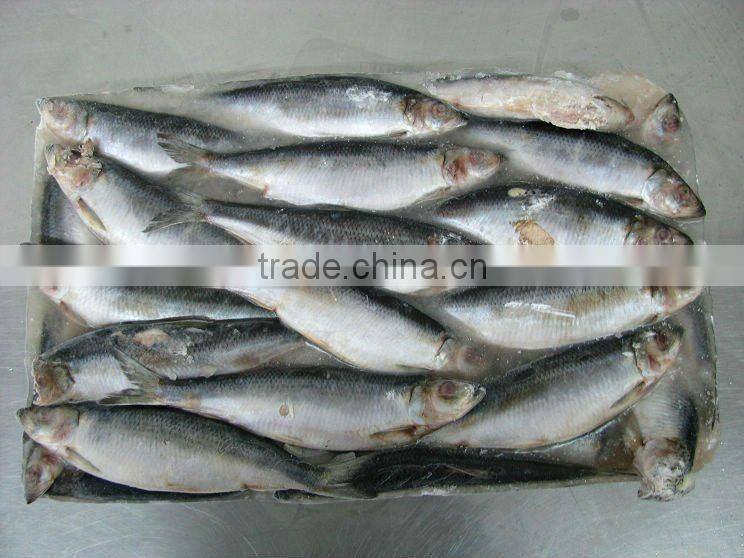 Herring frozen fillet