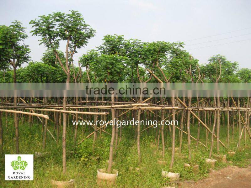 Cassia surattensis tropical flower trees