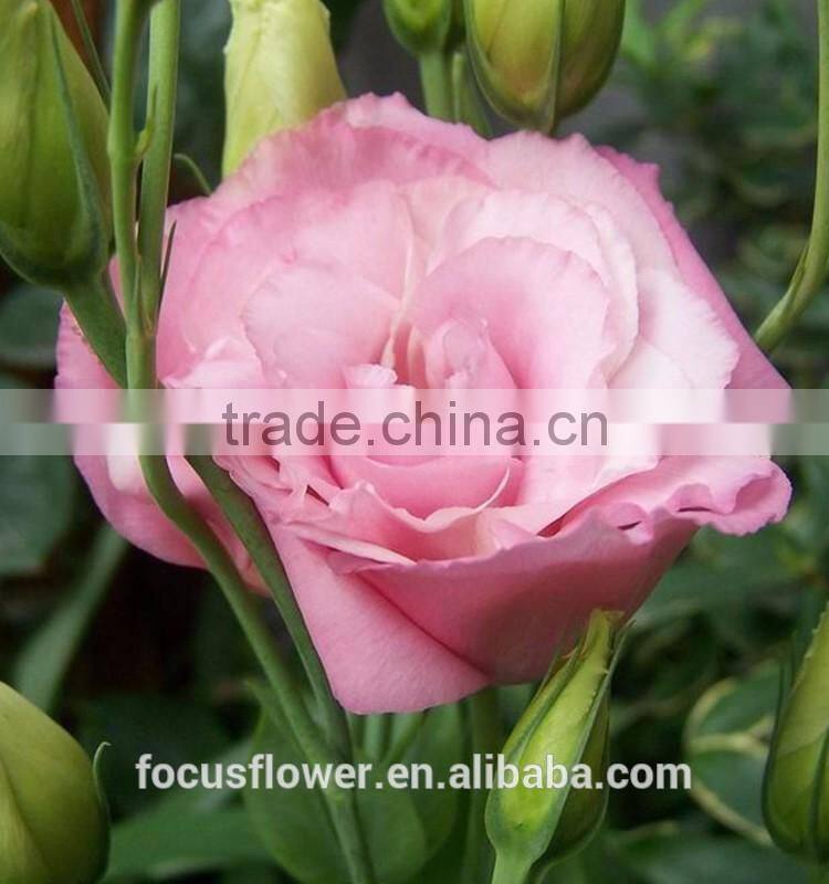 Wholesale Pink Eustoma Flowers From Yunnan China